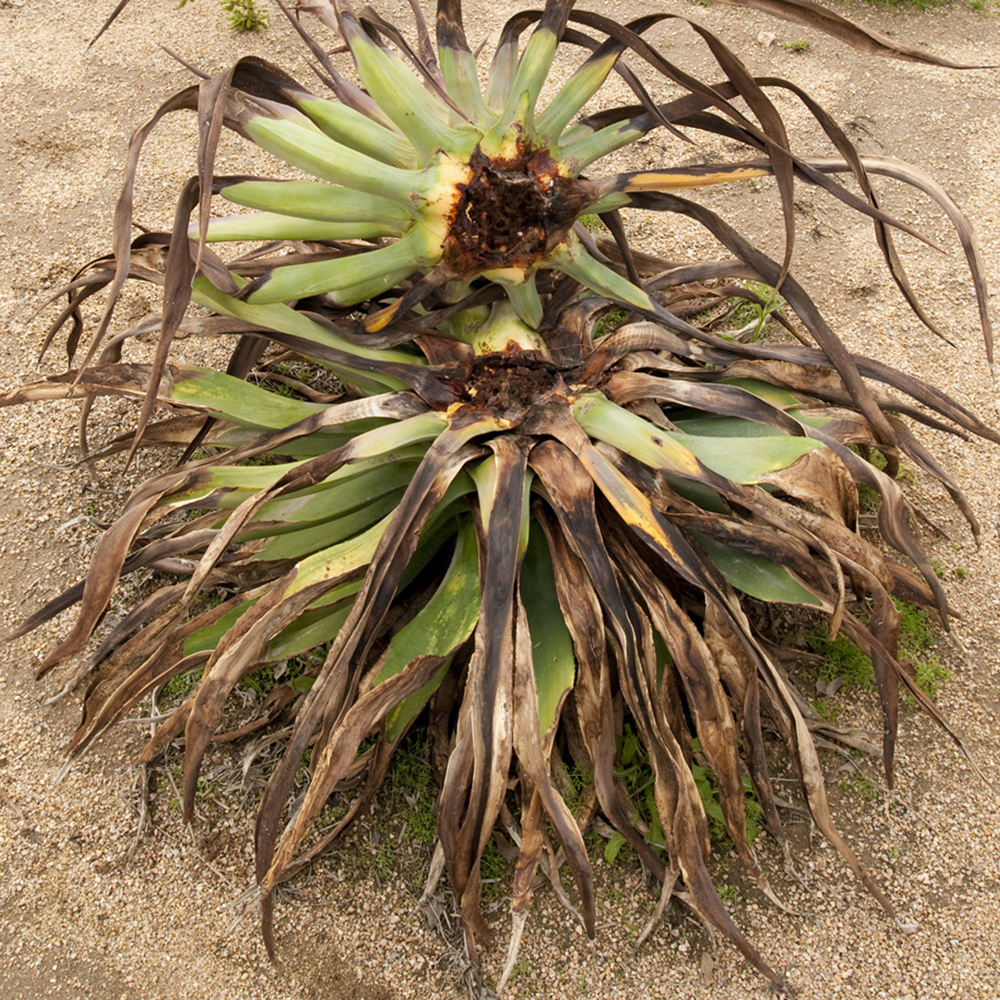Rotten Agave Plant